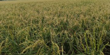 Pèrdues del 50% en la collita d’arròs de Poble Nou i la Ràpita, per les pedregades de dissabte