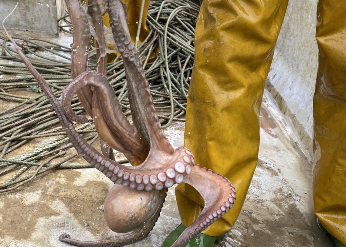 Els pescadors ebrencs fan la veda biològica del pop roquer, la primera que s’aplica a l’espècie al territori