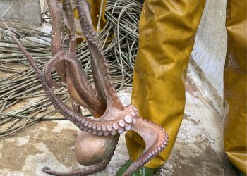 Els pescadors ebrencs fan la veda biològica del pop roquer, la primera que s’aplica a l’espècie al territori