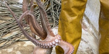 Els pescadors ebrencs fan la veda biològica del pop roquer, la primera que s’aplica a l’espècie al territori