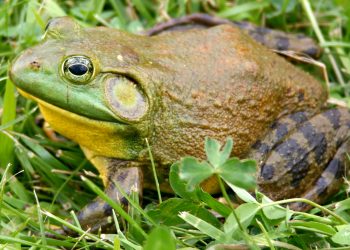 El Parc Natural del Delta creu que està a punt d’erradicar la granota toro, cinc anys després