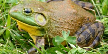 El Parc Natural del Delta creu que està a punt d’erradicar la granota toro, cinc anys després