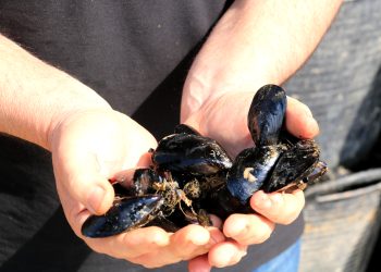 Els aqüicultors de Delta tindran quatre milions de metres quadrats per cultivar cria de musclo fora de les badies