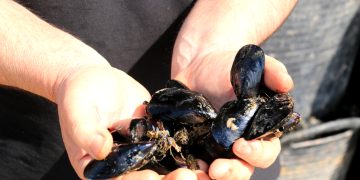 Els aqüicultors de Delta tindran quatre milions de metres quadrats per cultivar cria de musclo fora de les badies