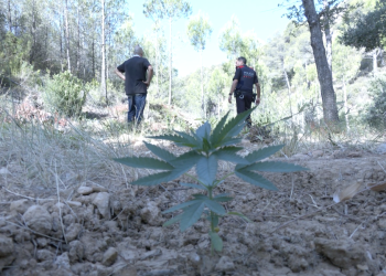 Així desmantellen els Mossos d’Esquadra una plantació de marihuana a la Terra Alta