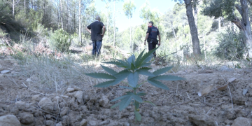 Així desmantellen els Mossos d’Esquadra una plantació de marihuana a la Terra Alta