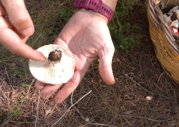 Sí, ja hi ha bolets a les Terres de l’Ebre