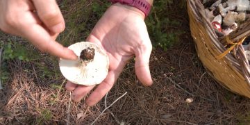 Sí, ja hi ha bolets a les Terres de l’Ebre