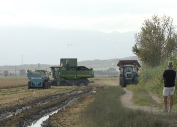 El sector de l’arròs al Delta calcula que la collita caurà un 30% per les restriccions del reg i la salinitat