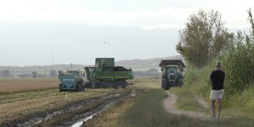 El sector de l’arròs al Delta calcula que la collita caurà un 30% per les restriccions del reg i la salinitat
