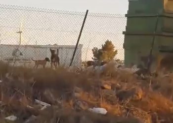 Neguit a Vilalba dels Arcs per una bandada de gossos salvatges que té atermorit el poble