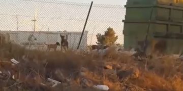 Neguit a Vilalba dels Arcs per una bandada de gossos salvatges que té atermorit el poble