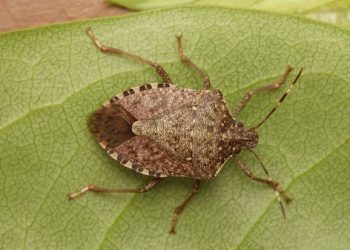 Sí, les xinxes pudents ja han arribat a l’Ebre