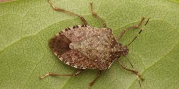 Sí, les xinxes pudents ja han arribat a l’Ebre