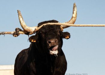 Campanya per finançar el documental ‘Sí als bous’, sobre els correbous a l’Ebre
