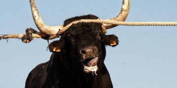 Campanya per finançar el documental ‘Sí als bous’, sobre els correbous a l’Ebre