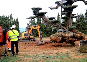 Godall rep les sis primeres oliveres monumentals rescatades pel Govern gràcies a la llei de protecció