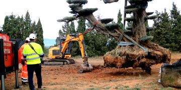 Godall rep les sis primeres oliveres monumentals rescatades pel Govern gràcies a la llei de protecció