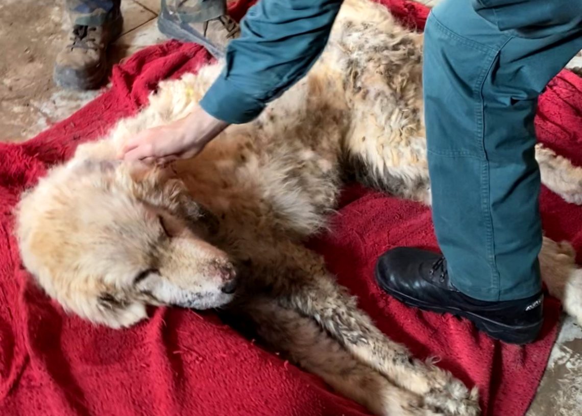 Investiguen un veí de Gandesa per maltractar un gos, que ha mort deshidratat