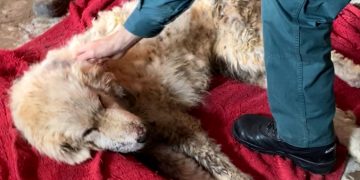 Investiguen un veí de Gandesa per maltractar un gos, que ha mort deshidratat