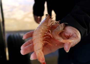 El llagostí cafè, una nova espècie invasora, es pesca al delta de l’Ebre des de fa mesos