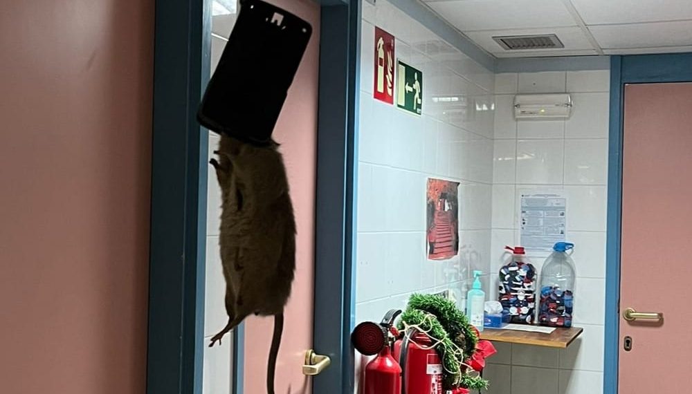 Una plaga de rates al CAP Baix Ebre de Tortosa obliga Salut a posar-hi paranys