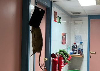 Una plaga de rates al CAP Baix Ebre de Tortosa obliga Salut a posar-hi paranys