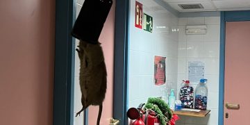 Una plaga de rates al CAP Baix Ebre de Tortosa obliga Salut a posar-hi paranys