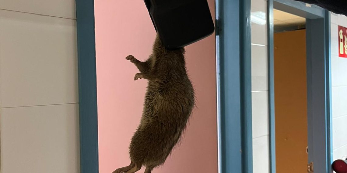 Una plaga de rates al CAP Baix Ebre de Tortosa obliga Salut a posar-hi paranys