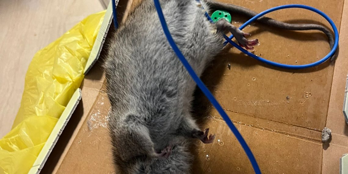 Una plaga de rates al CAP Baix Ebre de Tortosa obliga Salut a posar-hi paranys