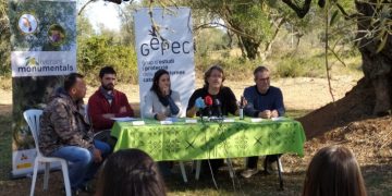 Saó, l’oli del projecte del GEPEC per protegir les oliveres monumentals i salvar finques
