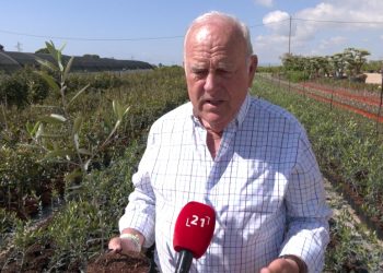 El preu de l’oli dispara la demanda de plançons d’oliveres als vivers ebrencs
