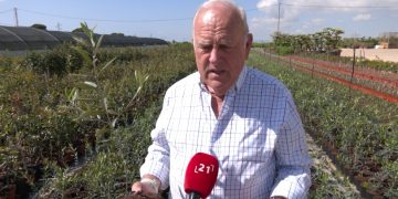 El preu de l’oli dispara la demanda de plançons d’oliveres als vivers ebrencs