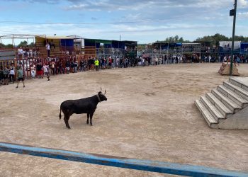 Els actes amb bous de les festes de Maig d’Alcanar atrauen unes 2.000 persones