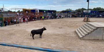 Els actes amb bous de les festes de Maig d’Alcanar atrauen unes 2.000 persones