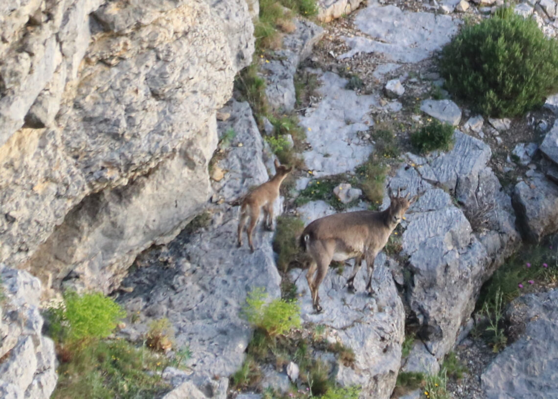 La població de cabra salvatge del Port es recupera i la sarna es dona per controlada