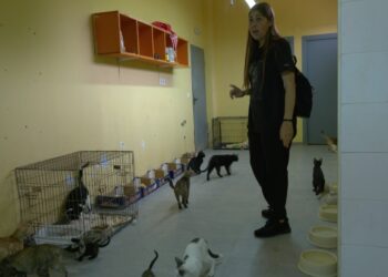 Col·lapse a Petjades de l’Ebre per haver d’atendre més gossos i gats abandonats