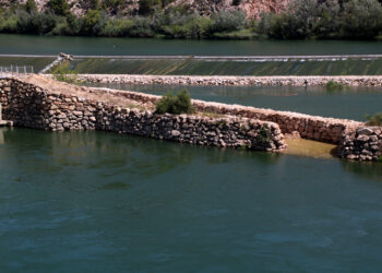El Life MigratoEbre acaba la rampa de peixos de Xerta i els esturions arriben al litoral
