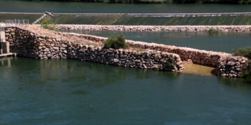 El Life MigratoEbre acaba la rampa de peixos de Xerta i els esturions arriben al litoral