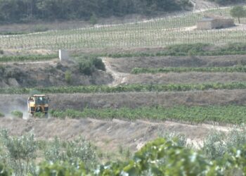 La Terra Alta comença una verema amb caigudes de producció a causa de la sequera