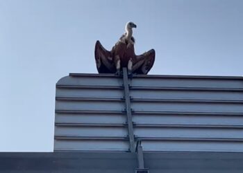 Què feia un voltor a l’autovia C-42, damunt del cartell indicador del polígon Baix Ebre?