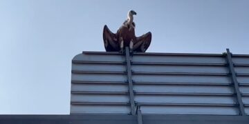 Què feia un voltor a l’autovia C-42, damunt del cartell indicador del polígon Baix Ebre?