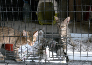 La protectora Petjades de l’Ebre, desbordada per l’abandonament de gossos i gats