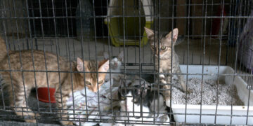 La protectora Petjades de l’Ebre, desbordada per l’abandonament de gossos i gats