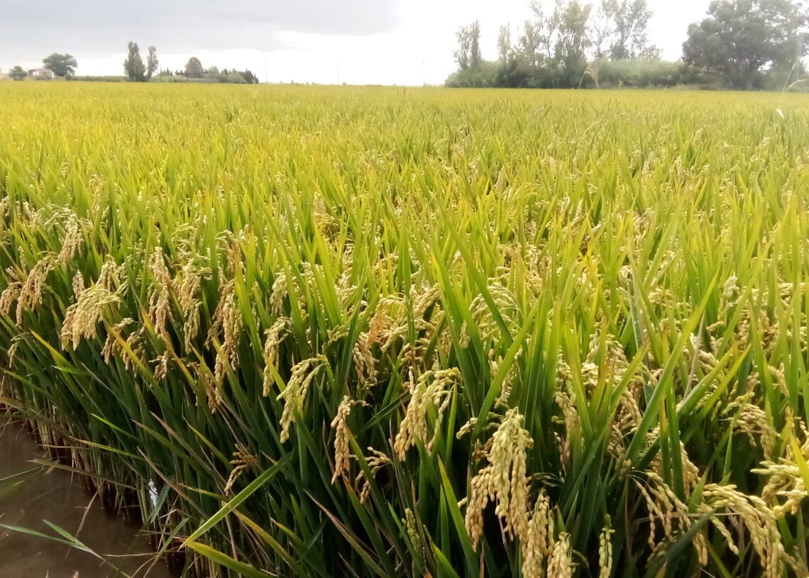 Unió de Pagesos preveu una collita d’arròs ‘normal’ i calcula que es fregaran els 140 milions de quilos a Catalunya