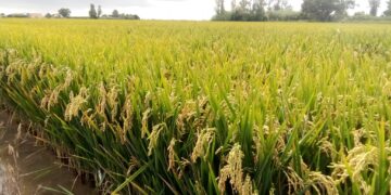 Unió de Pagesos preveu una collita d’arròs ‘normal’ i calcula que es fregaran els 140 milions de quilos a Catalunya