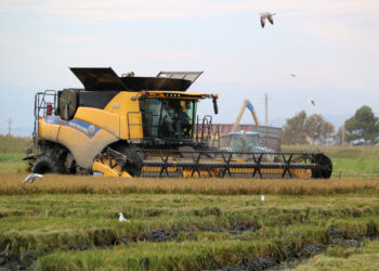 Els arrossaires del Delta recuperen “la normalitat” després del malson de les restriccions per sequera de l’any passat