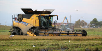 Els arrossaires del Delta recuperen “la normalitat” després del malson de les restriccions per sequera de l’any passat