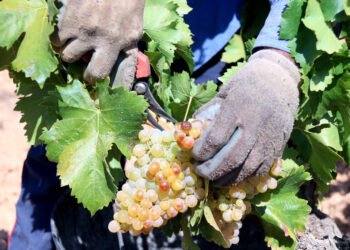 Caiguda històrica de producció de vi a la Terra Alta per la sequera
