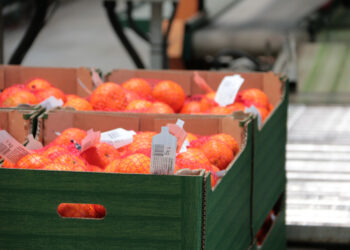 La sequera rebaixa la producció de clementina en l’inici de la campanya de cítrics a les Terres de l’Ebre